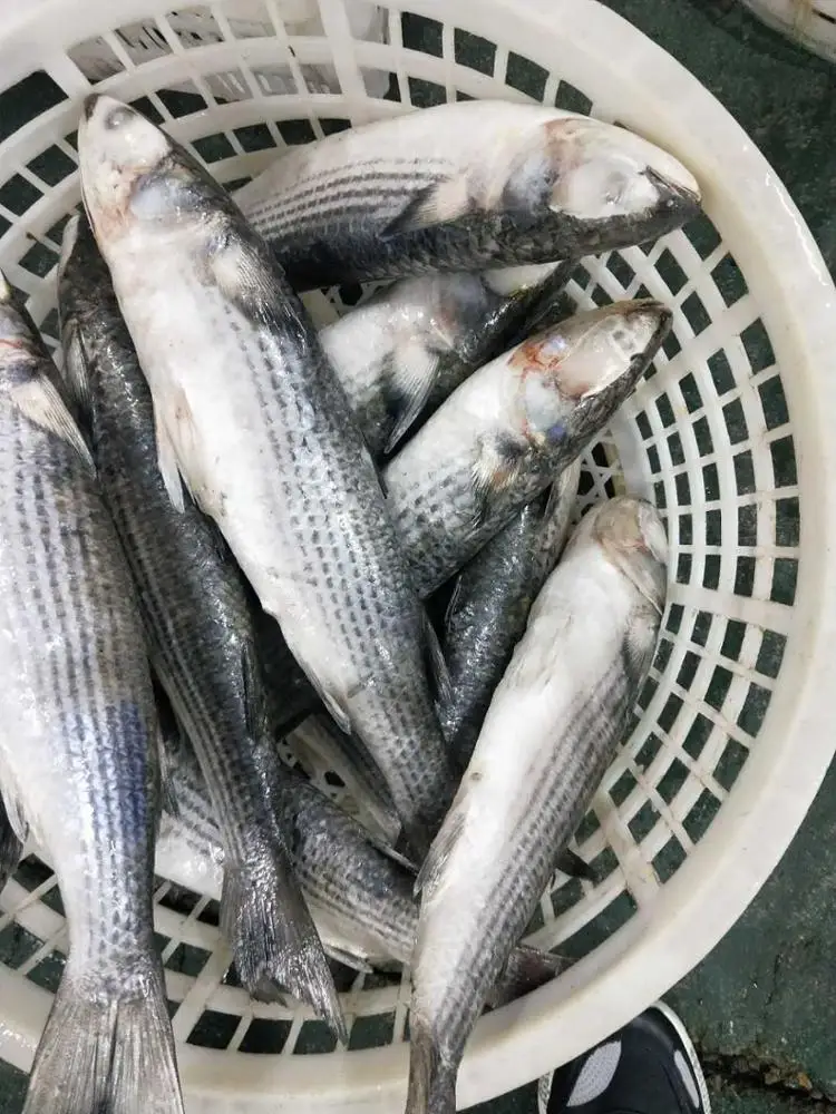 
Frozen Grey Mullet fish IQF 800-1000g 