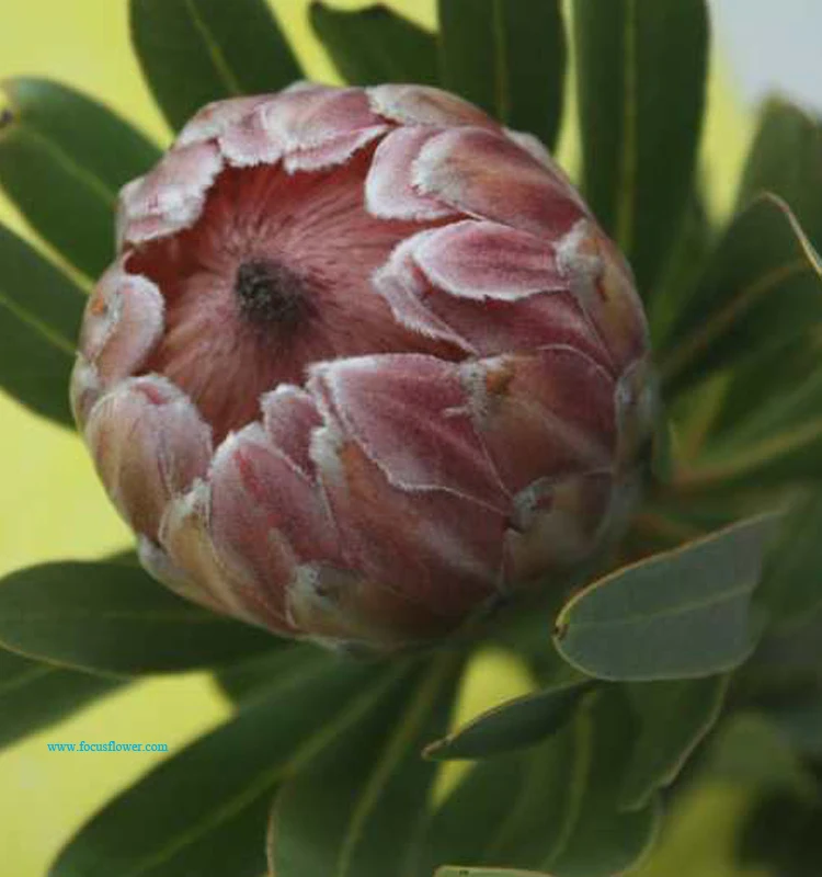 fancy items fresh cut flowers names of flowers used for decoration