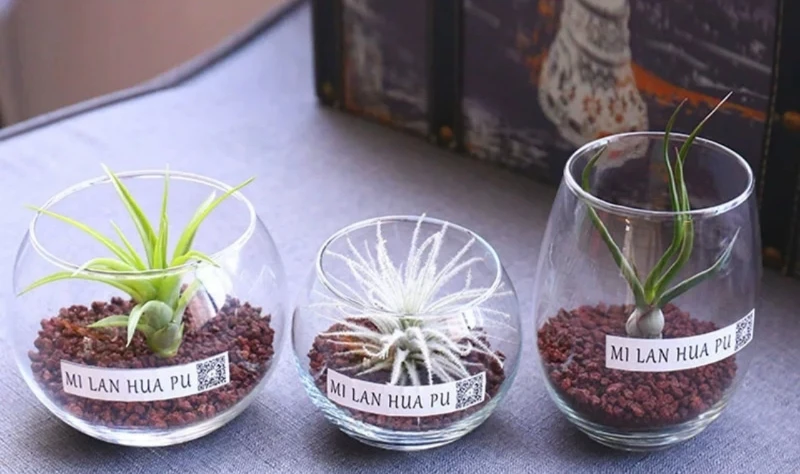 New style pretty small desk glass flower pot air plant wholesale