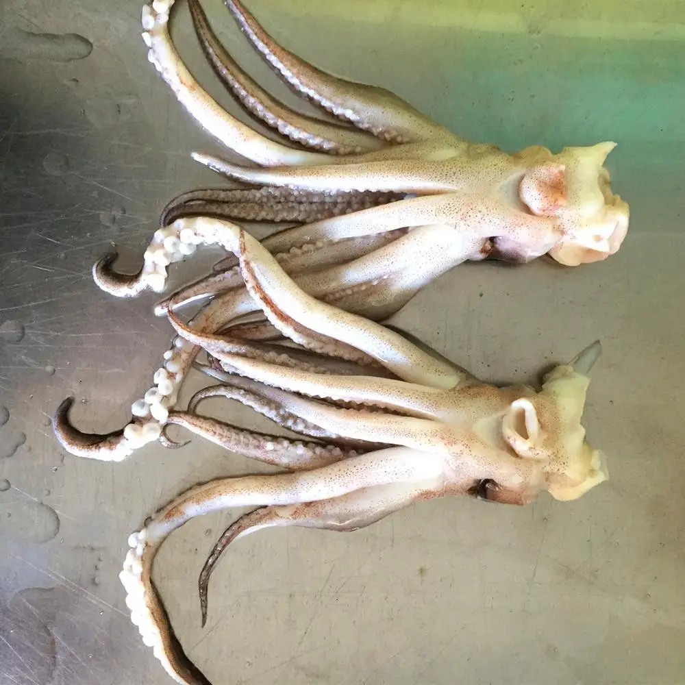 Замороженный наконечник кальмара, очищенный, без глаз, без клюва, без шеи