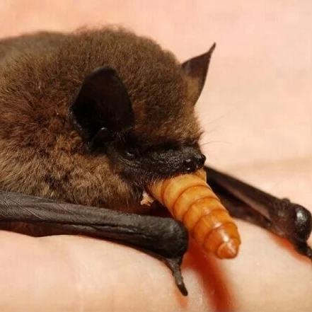 
Bird feed, dried mealworms for fish dog feed mealworms,poultry feed 