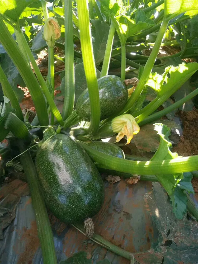 
Hybrid oval round dark green with flower summer vegetable squash seeds 100g/bag 