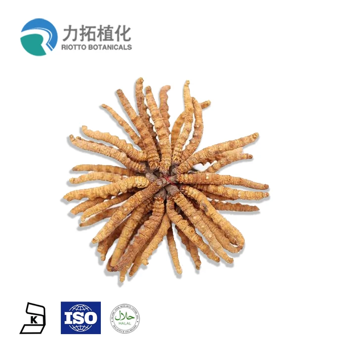 
Hot selling Wild Cordyceps p.e. powder 10% cordyceps extract with polysaccharides 