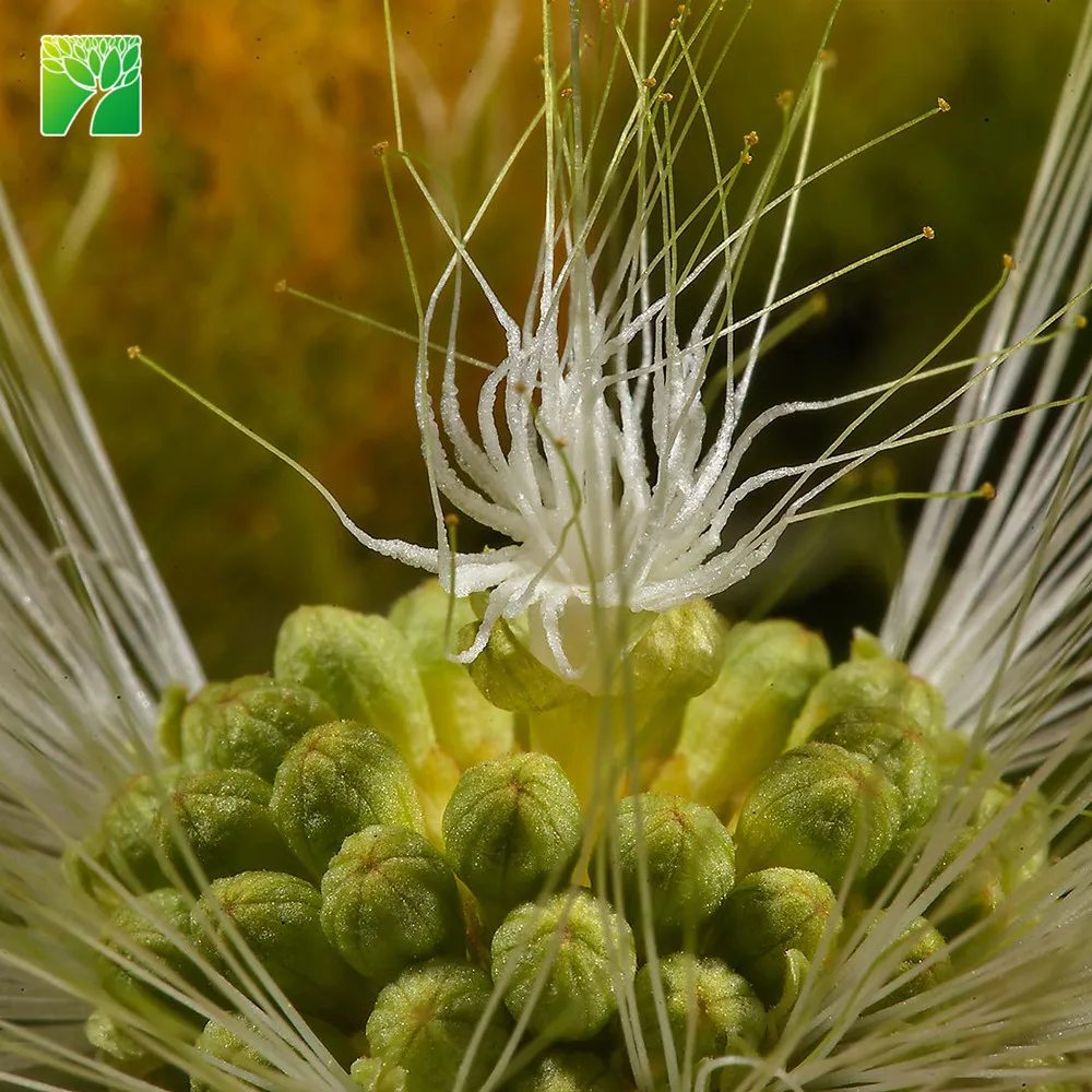 Растительная ферма, оптовая продажа, песчаная почва, тип дерева, растение Albizia пустынник