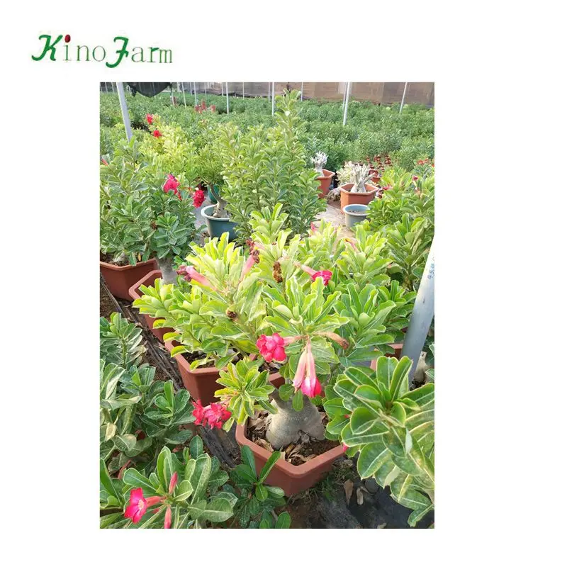 
Adenium arabicum bonsai for sale 