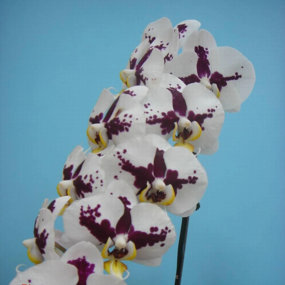 Саженцы орхидеи фалаенопсиса