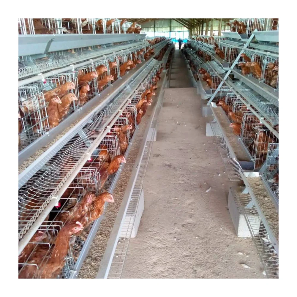 Egg laying Chicken Cage for sale