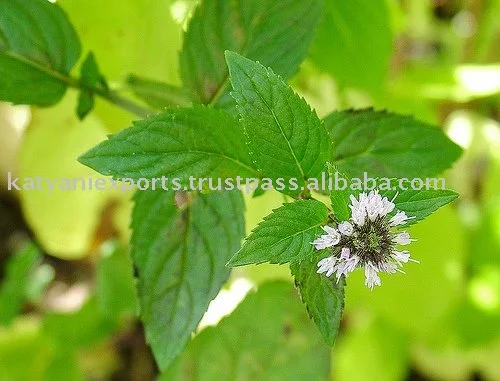 100% Quality Commitment Pure Mint Peppermint Essential Oil For Make a Good Fragrance Oil Manufacturer & Supplier Cold Pressed