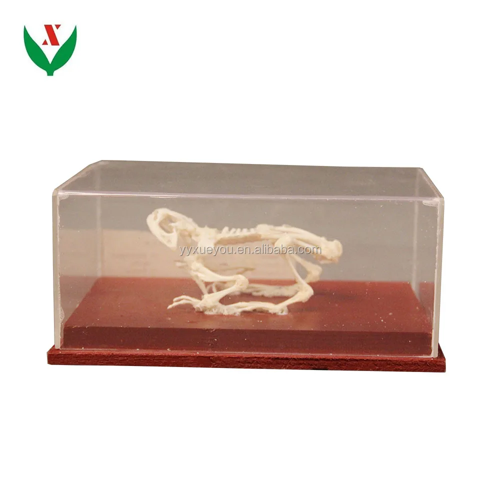 Frog skeleton model School lab Class specimen Teaching Aids Learning