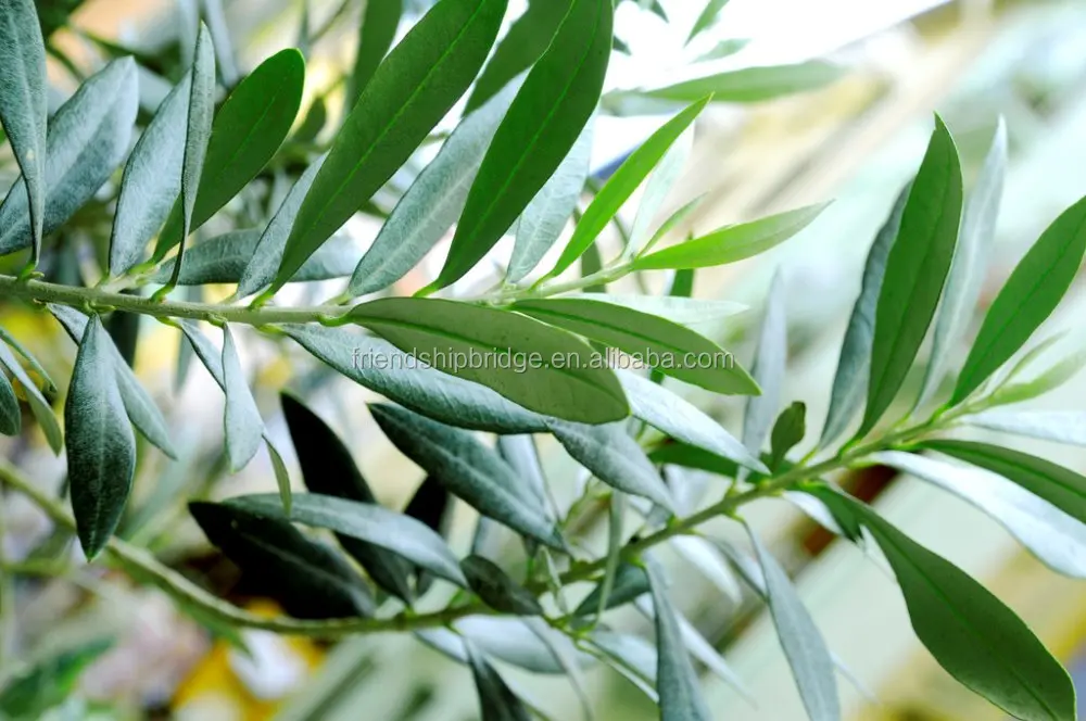Ornamental natural plant Olive tree