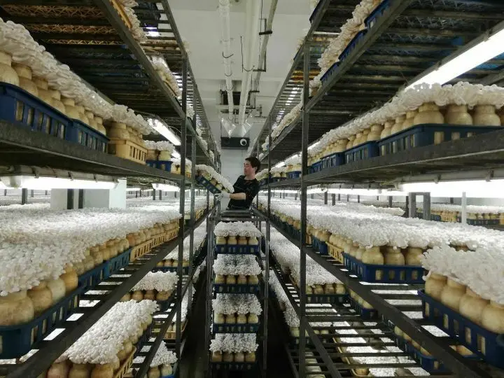 
fresh shimeji white mushroom/ cultivated mushrooms Quality Grade A Mushroom/ Fresh 