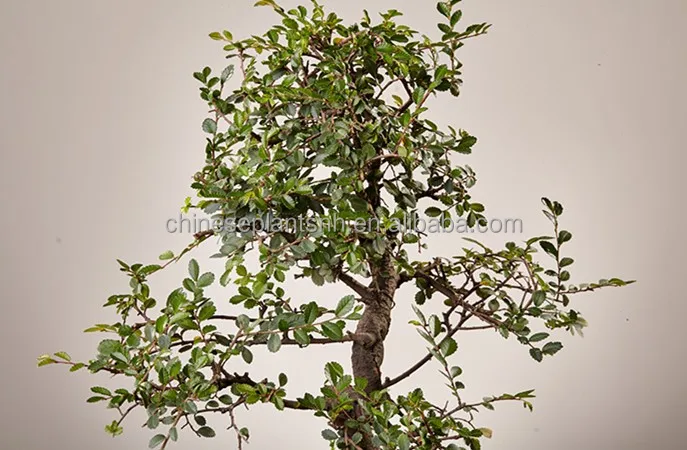 ZELKOVA PARVIFOLIA, ulmus, Elm, mini bonsai 15cm S shape, bonsai trees live plant indoor plant