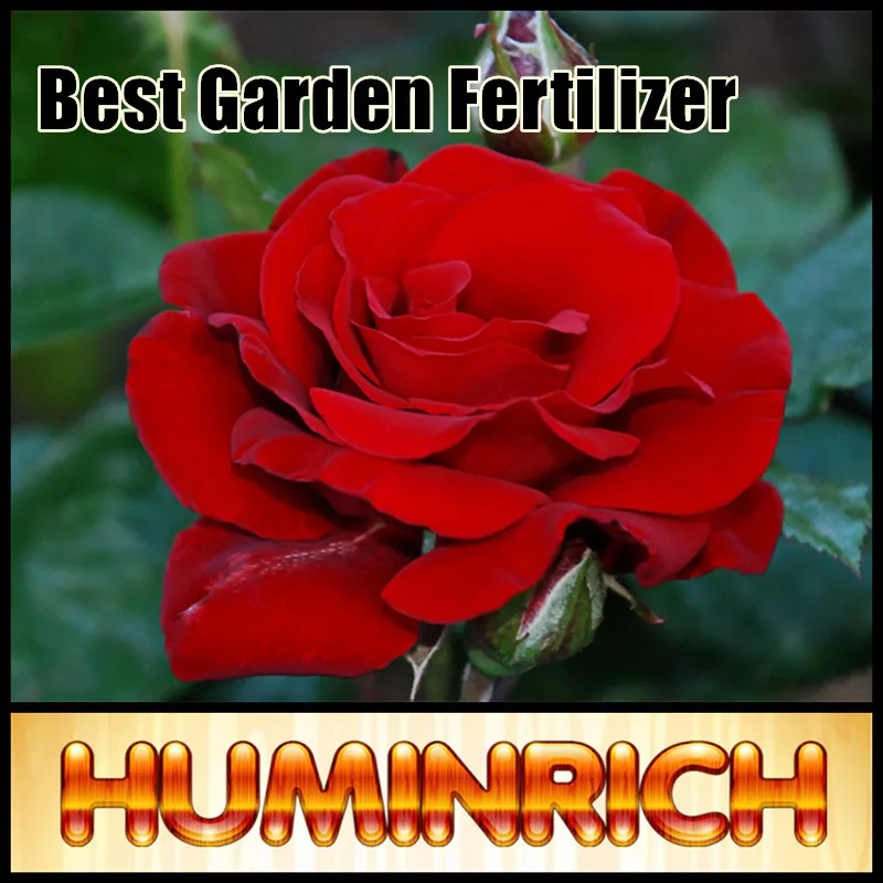Huminrich Amino Acid Organic Fertilizer Rose Fertilizer Best Garden Fertilizer