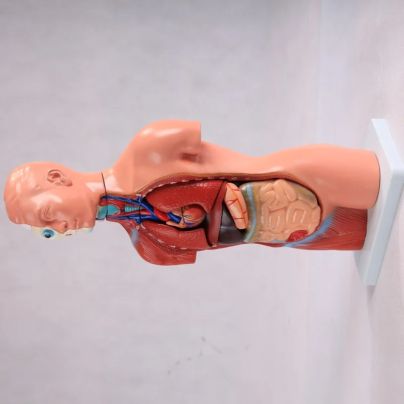 A1046 Medical Educational Toys Science Of Half Body Male Mannequin 23 Parts 45cm Human Teaching Unisex Torso Anatomy Model