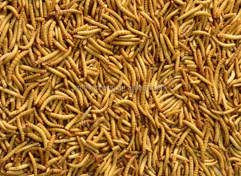 Сухая замороженная моллюска для птиц с высоким содержанием питательных веществ и высоким содержанием белка