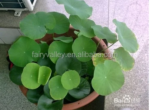 Super High Quality Bowl Lotus Seeds Flower Seeds For Growing