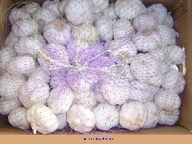 
fresh white garlic 