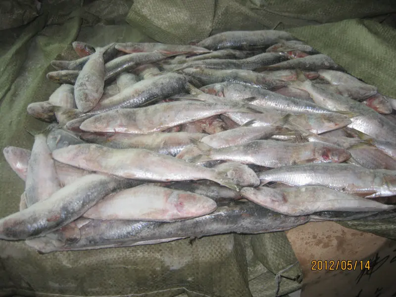 wholesale low price frozen sardines fish for bait
