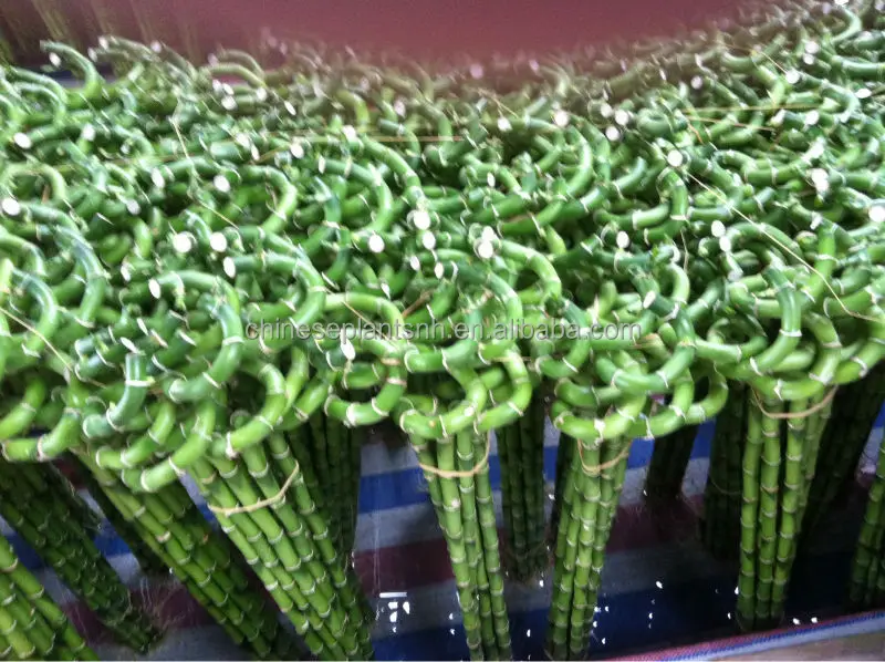 
spiral lucky bamboo, DRACAENA SANDERIANA, aquatic feng shui plants nursery garden decoration 