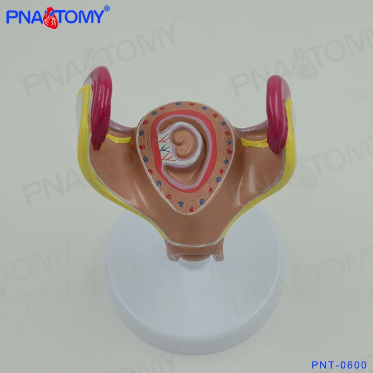 PNT-0600 Fetus development model Embryonic development model Fetal development model 8parts