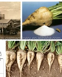 
sugar beet processing 