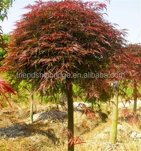 Дерево бонсай, японское кленовое дерево (Acer palmatum var. dissectum)