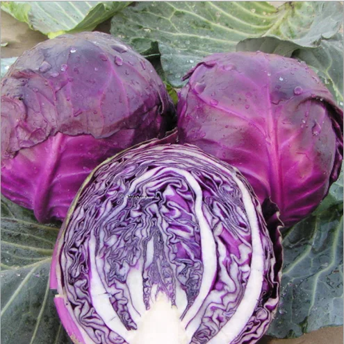 Hybrid Purple Red Kale Seeds/Cabbage Seed For Cultivation