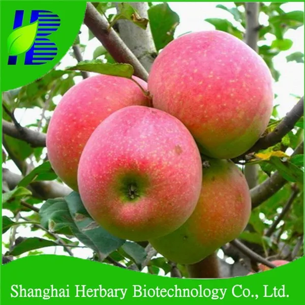 High Germination Apple Seeds For Planting