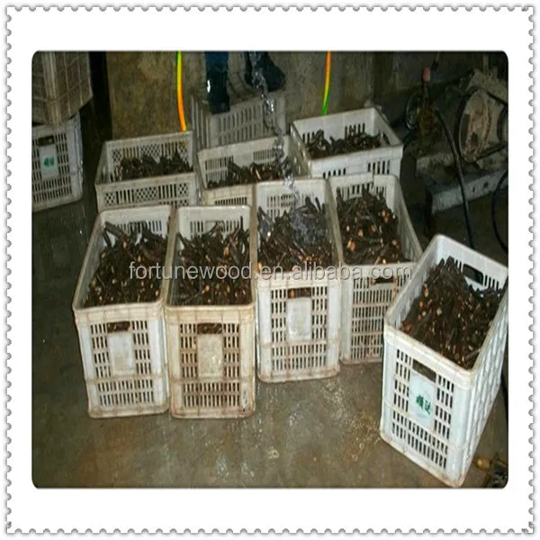 China supply 2014 fresh root cutting of paulownia shan tong