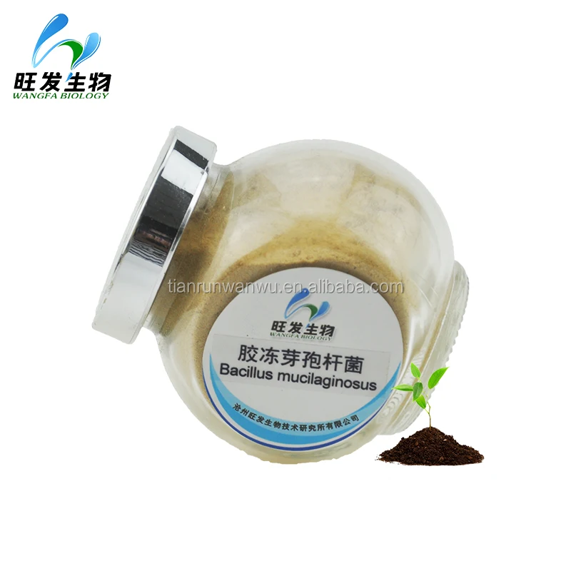 
Bacillus mucilaginosus 