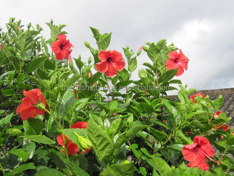 
The landscape tree Hibiscus rosa-sinensis seedling 