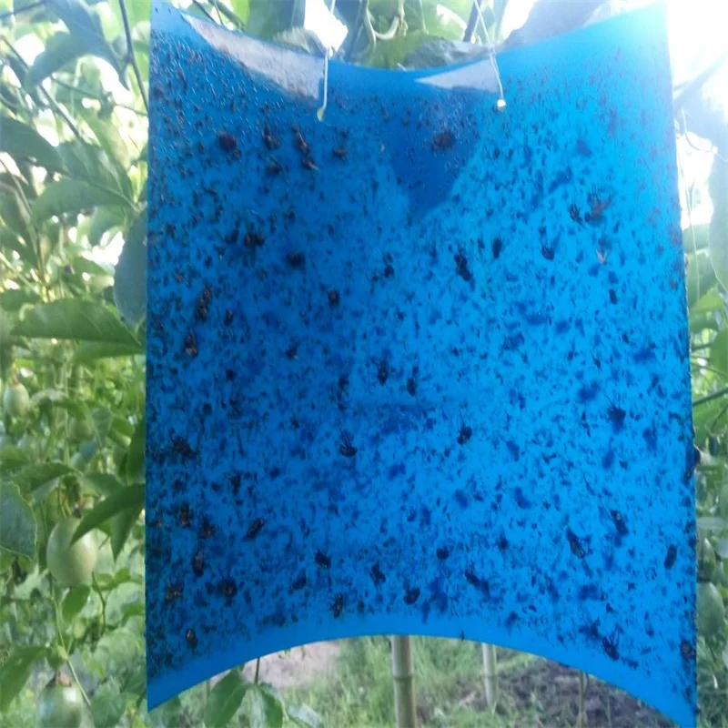 hot sale Blue Glue Traps Two-sided Glues control insect