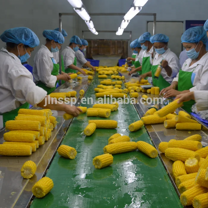 
Yellow Fresh Sweet Corn for BBQ 