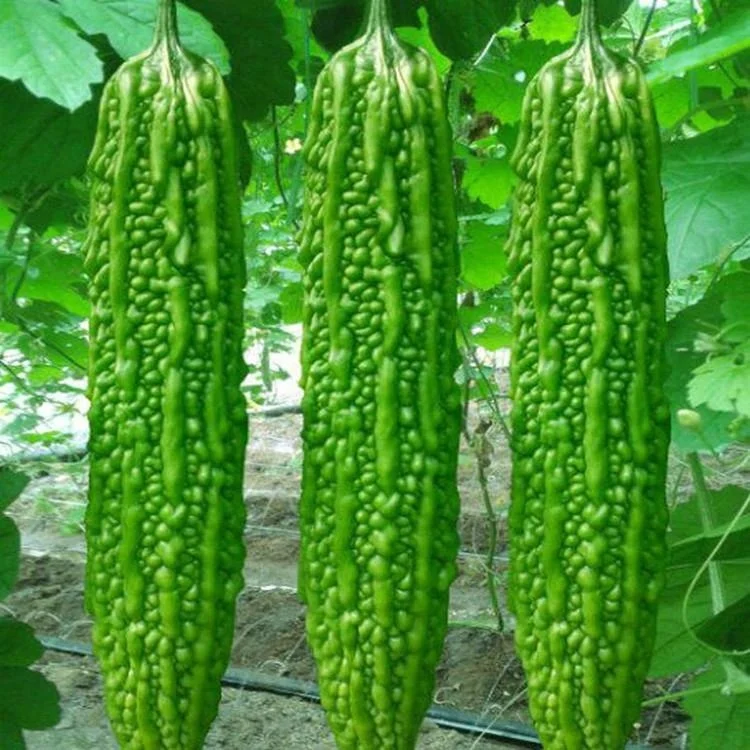 Hybrid bitter gourd seeds-New Harvest F1