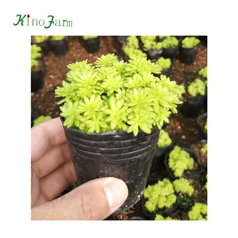  Суккулентные живых