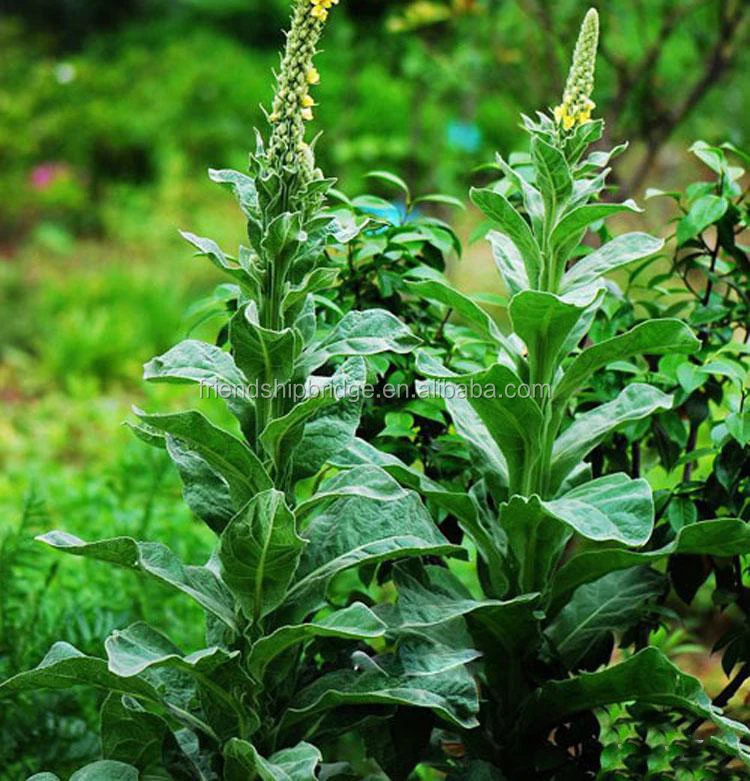 
 Ландшафтное дерево, семян большого мулелина  