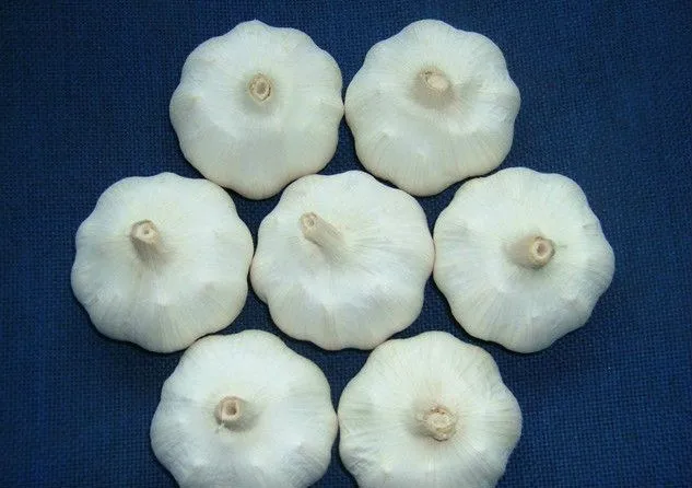 Свежий Чистый Белый Чеснок