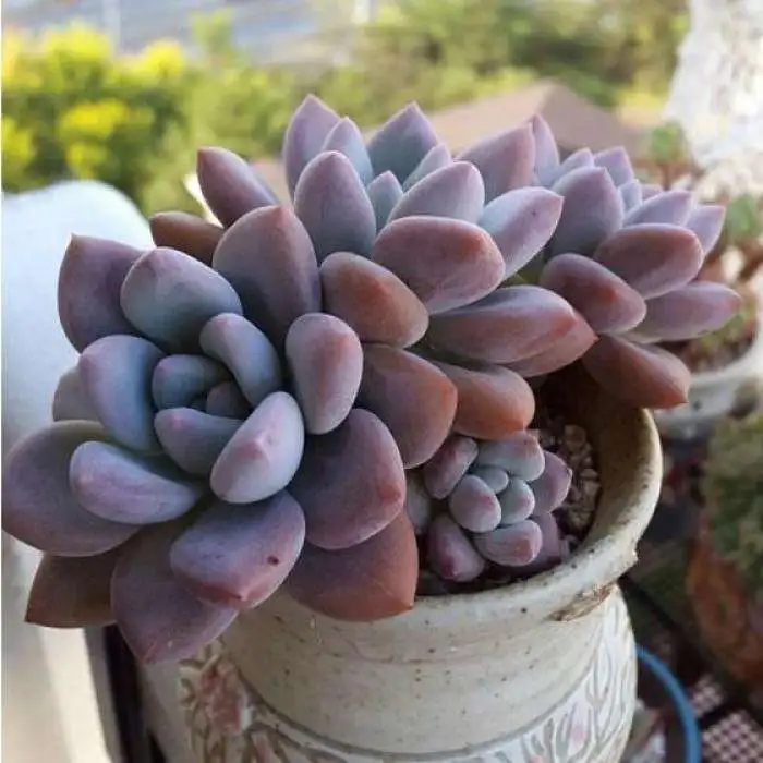 Wholesale Graptoveria Opalina succulent bonsai