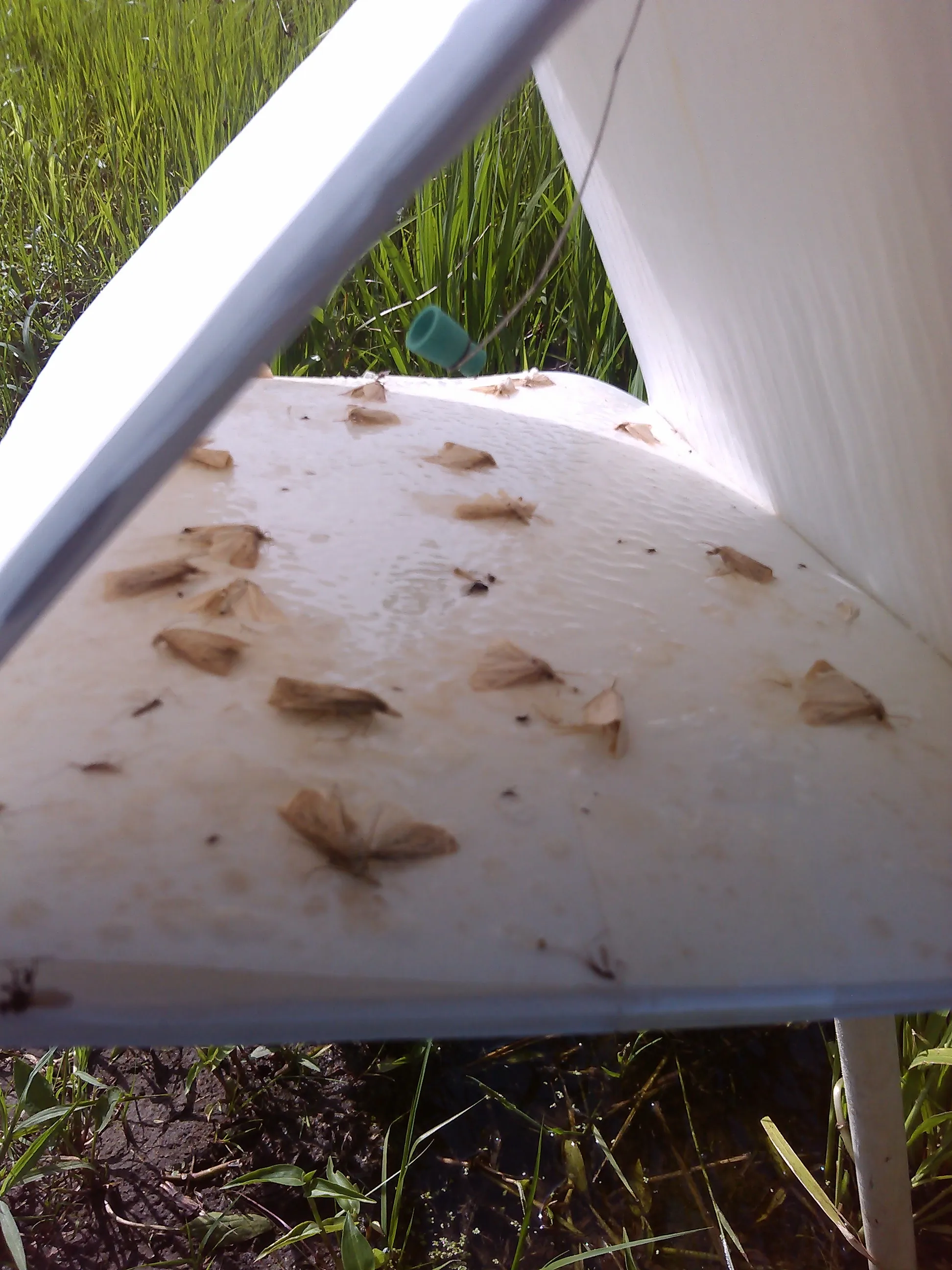 Best selling corrugate plastic delta insect traps for agriculture