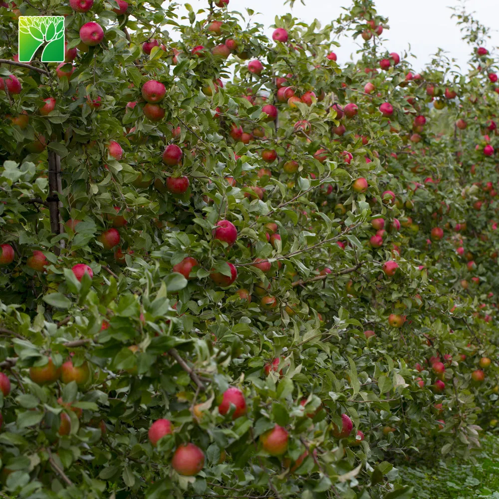 Яркое солнце, высота до 100 см, гала, яблоко, карликовый пицер, Малус пумила