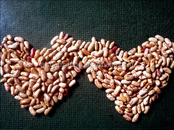 best price of light kidney bean for hot sale with good quality