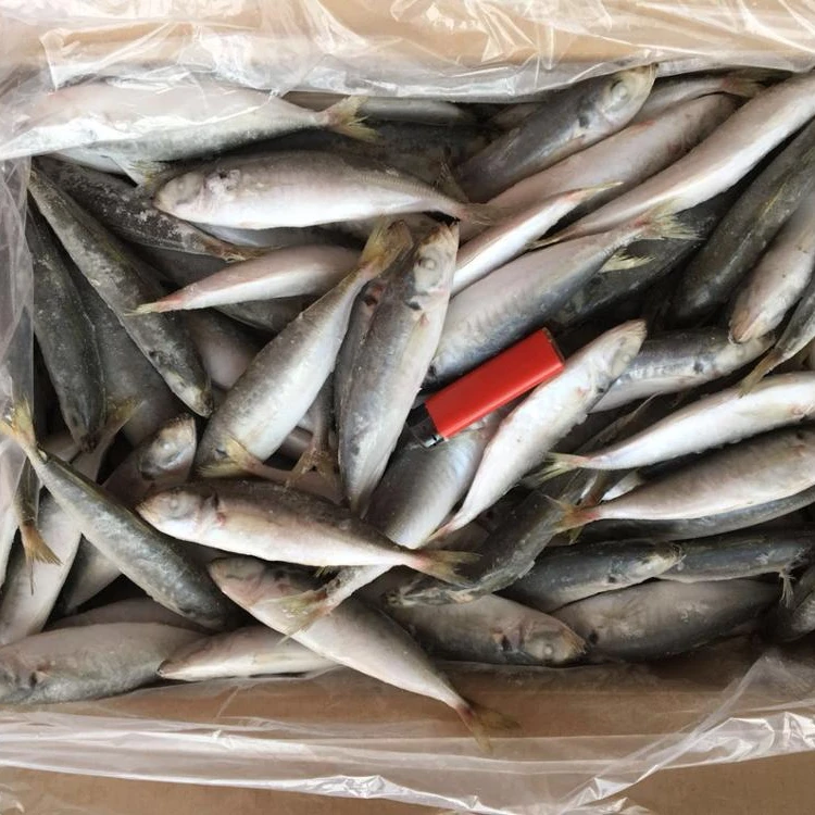 Good quality light catching Frozen Round Scad IQF 14-16 Jack mackerel