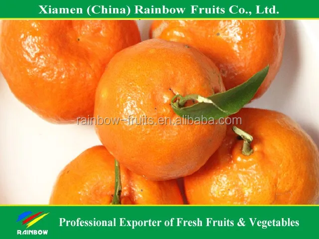
yongchun ponkan mandarin for Russia & Bangladesh & Indonesia & Malaysia market 