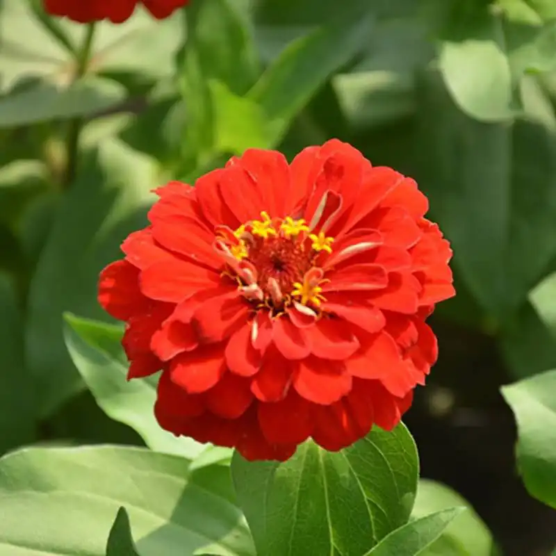 Заводская цена, пакеты для тропических цветов, семена цветов