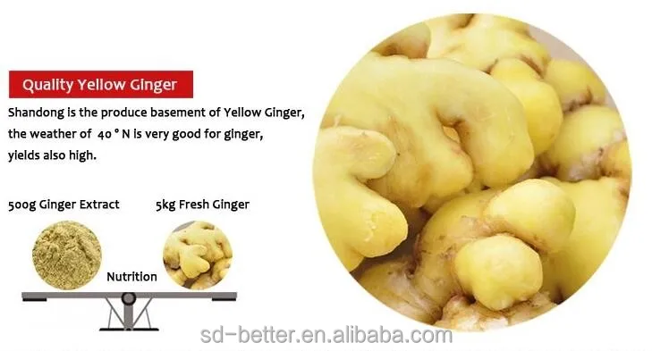 
Export hot sales instant ginger tea with honey/lemon/red dates/brown sugar 