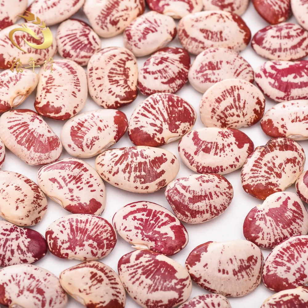 good quality New crop originated Light Speckled Long shape Runner Beans