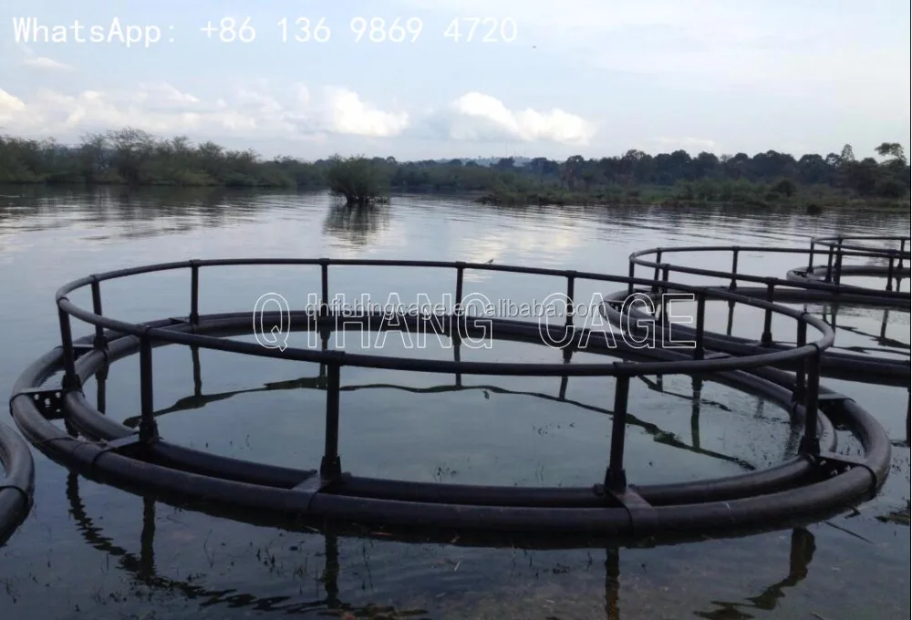 grouper fish farm sea fish breeding net cage