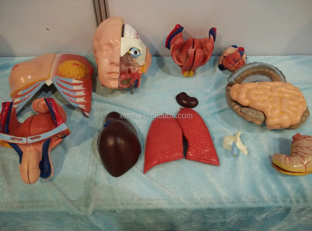 cheap science working model of human anatomy model