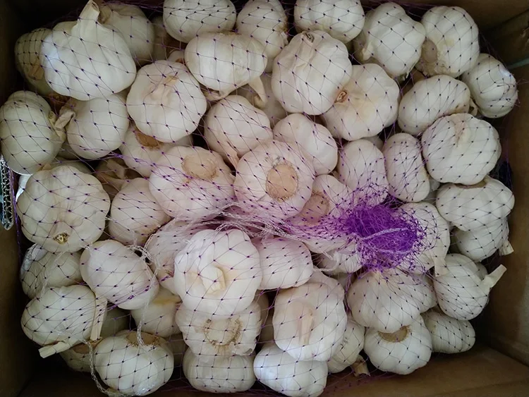 Jixiang Fresh Garlic 10kg Loose packing Carton Size 5.5cm