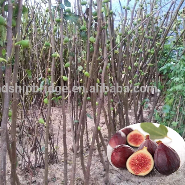 common Fig Trees for Fig fruits